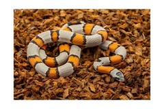 ReptiChip Compressed Coconut Chip 3 Pack of 72 Quart Coco Husk Reptile Substr…