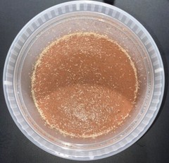 500+ Tropical White Springtails / Clay Culture / 8oz – FREE SHIPPING