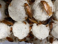500+ Turkestan Red Runner Roaches ‘Blatta Lateralis’ – (1/4″ Live Feeder Insect)