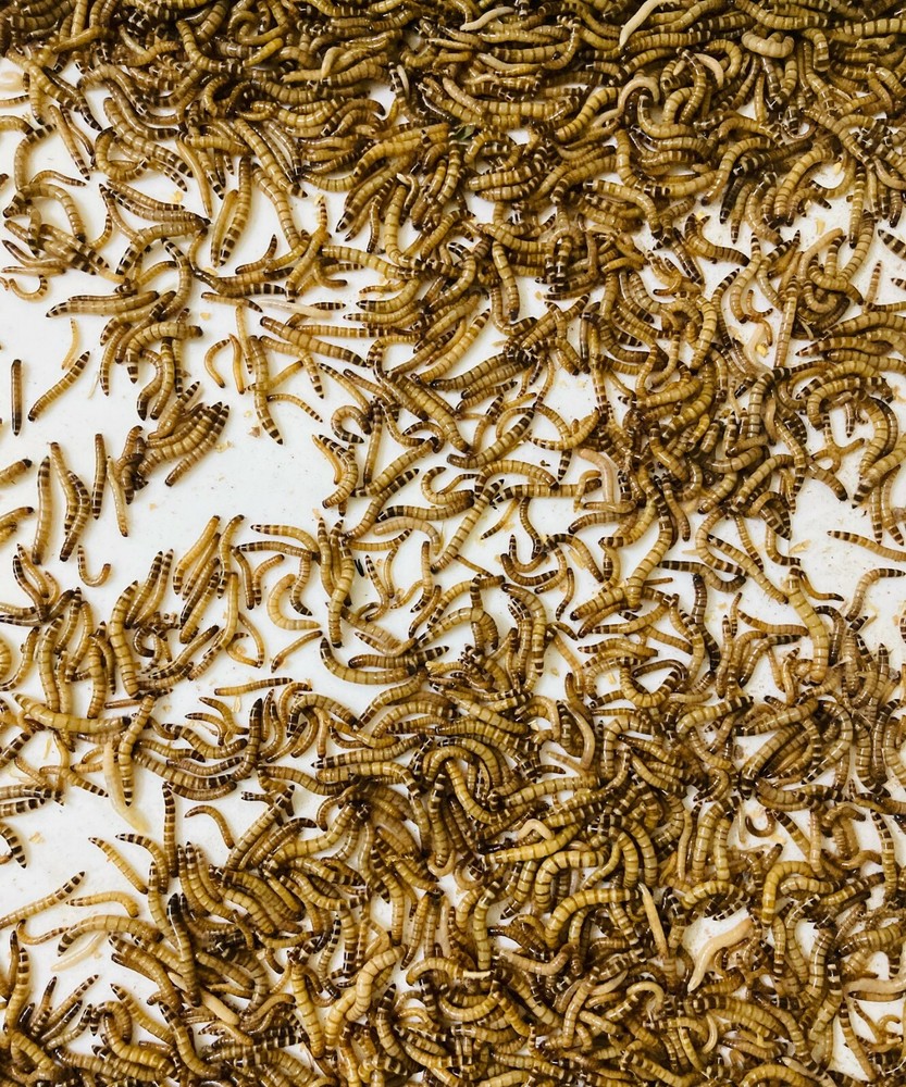 Live Superworms – 50-1000 counts – 4 different sizes – First Class/Priority Mai