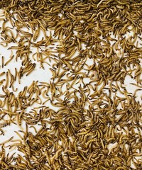 Live Superworms – 50-1000 counts – 4 different sizes – First Class/Priority Mai
