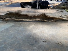 All natural Large Driftwood Log, 23” x 4 “ for Aquarium or Birdcage