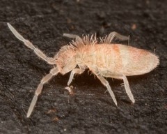 Tropical Pink Springtails (Sinella curviseta)-50ct