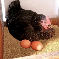 Reptile Tortoise Carpet Natural Coconut Fiber Mat Chicken Nesting Box Pads Hens