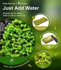 Live Moss Duo Pack 2 Types of Real Live Sheet/Sphagnum Moss Terrariums Terrarium