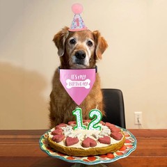Dog Birthday Bandana Collar Adjustable Pet Scarf with Quick Release Buckle