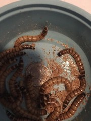 100 + Super Mealworms