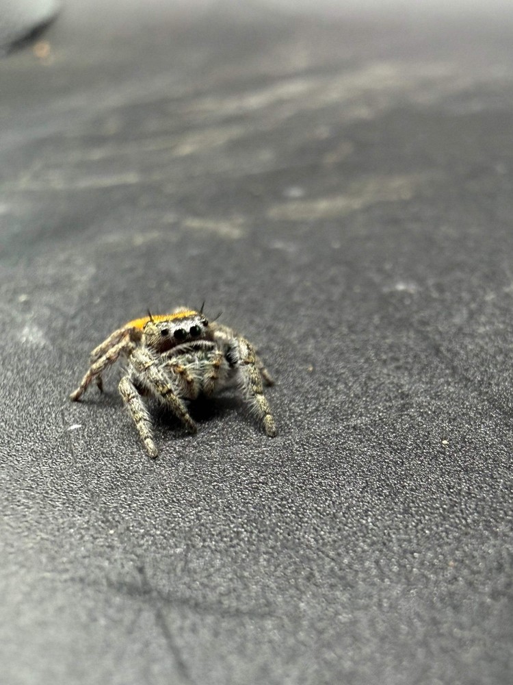 Lucid Dreamer Jumping Spider (Phidippus morpheus) – 3/8-5/8 in