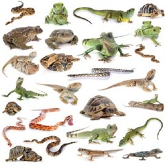 50 Live Waxworms & 100 Mealworms Pet Reptile Insect Feeder Healthy Food Combo