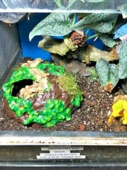 Arboreal Attitudes Weighted Ground Hides For Terrariums And Cages For Reptiles