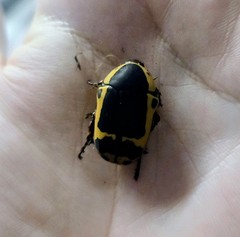 Yellow&Black SUN BEETLE LARVAE Pachnoda sinuata flaviventris (L1 larve)