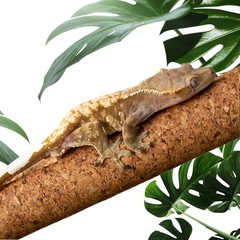 Cork Branch for Reptiles – 15.7″ Natural Climbing Wood Sticks for Crested