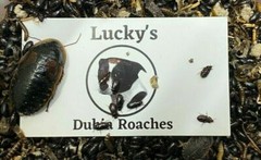 Dubia Roach Small Starter 25F/8M + 50 Small & Cleaner Crew