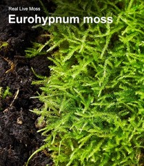 Live Moss Duo Pack 2 Types of Real Live Sheet/Sphagnum Moss Terrariums Terrarium