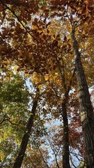 Organic Baked Oak & Maple Leaves For Invertabrates Reptiles Amphibians Bioactive