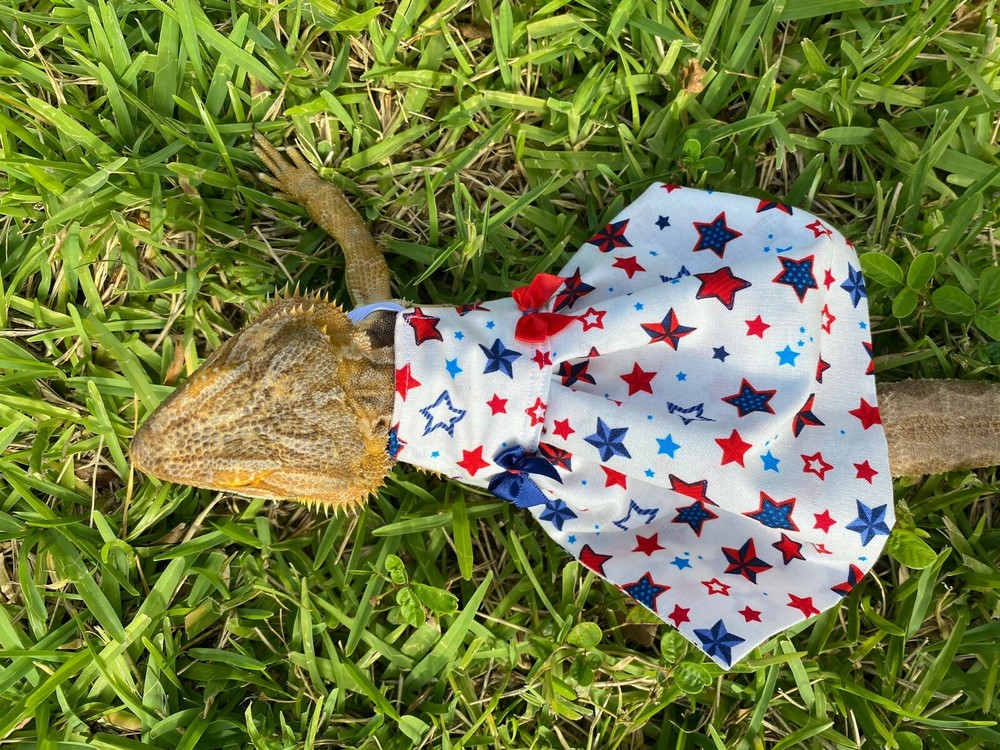 Bearded Dragon Patriotic Dress