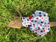 Bearded Dragon Patriotic Dress