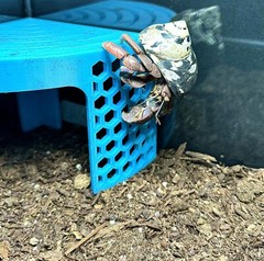 Hermit Crab Climbing Corner Stand Tank Ornament Hide Cave Accessories Supplies