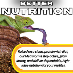 TC INSECTS 32oz Hydei Fruit Fly Culture Live Feeder Insects