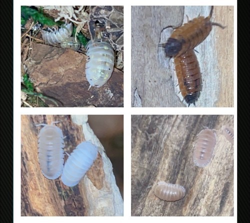 Assorted Pod Feeders