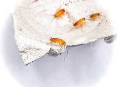 (Nymphs) Red Runner Roaches / Turkestan Blatta Lateralis / Live Feeder Insects
