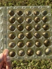 21 Fresh Infertile Button Quail Eggs for Snake Food, Reptiles or Crafts