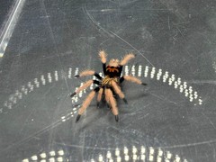 Green Bottle Blue Tarantula (Chromatopelma cyaneopubescens) – 0.75 in