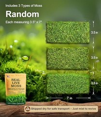 LUCKYRUNES Live Moss 3-Pack for Reptile Terrariums Humid Hides Forest Floor Deco