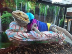 SOFT BALLS PRINTS BED SET COVERS ONLY NO FRAME BED 4 BEARDED DRAGONS