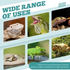 Weysat Reptile Corner Feeder Box Acrylic 4 Suction Cups