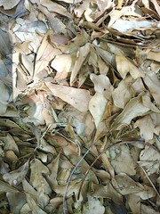 100% Organic Raw Florida Live Oak Leaves & Twigs Tropical & Bioactive Habitats