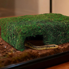Mossy Cave Hide Reptiles Lizard Moss Hideout Safe Shelter Snake Cave Hut Themed