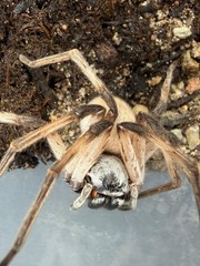 White Desert Huntsman Spider (Cerbalus aravaensis) – 2-3 in