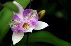 Orchid Potting Soil Mix (3 Cups / 1 Quart) 1 qt