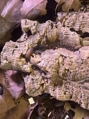 25+ Isopods porcellio scaber lava rolly polly Cleanup Crew vivarium/terrarium