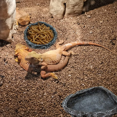2 Pack Reptile Feeding Dish Corner Bowl, Reptile Water Dish Food Bowl Feeding Te