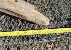 DRIFTWOOD natural Terrarium Taxidermy Art/craft Reptile beach home/garden Decor
