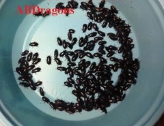 Black Cleaner Beetles/ Dubia Roach (Buffalo Beetles) USPS and FedEx Shipping !!!