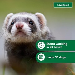 Ferret Flea Treatment Topical Prevention 1+ lbs 2 Month Supply Water-Resistant