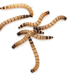 Live superworms (500)