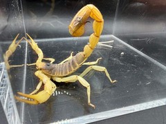 Giant Desert Hairy Scorpion (Hadrurus arizonensis) – 5-7 in