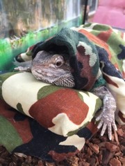 NEW CAMOUFLAGE PRINT LARGE ATTACHABLE RESTING BED SET SOFT COVER 4 BEARDEDDRAGON