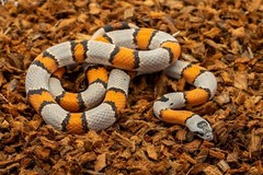 ReptiChip Reptile Bedding Coconut Chip Substrate for Terrariums