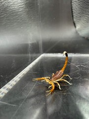 Deathstalker Scorpion (Leiurus quinquestriatus) – 1/4-1/2 in