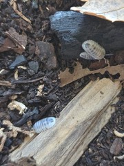 14+1 ct Nesodillo archangeli ‘Shiro Utsuri’ Isopods