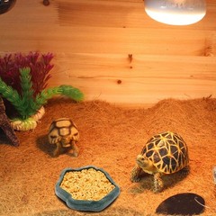 Small Reptile Food and Water Dish Bowl