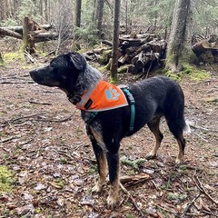 Blaze Orange Dog Bandana Reflective Collar High-Visibility Adjustable Scarf