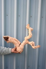 16″ Grapewood Driftwood Branch Reptile Habitat Aquarium Terrarium Decor