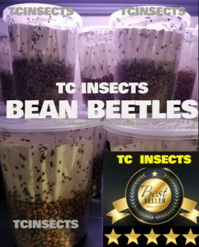 Bean Beetle Big 32oz Culture – LOADED & PRODUCING NOW! Fruit Fly Replacement!