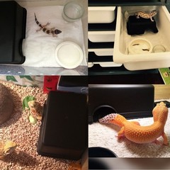 Hypeety Reptile Hide Box, Small Animal Hideaway, Hides with Texture Help Peel…
